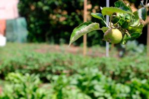 Charmante Cottages. Mertxenea, Obst des Obstgartens